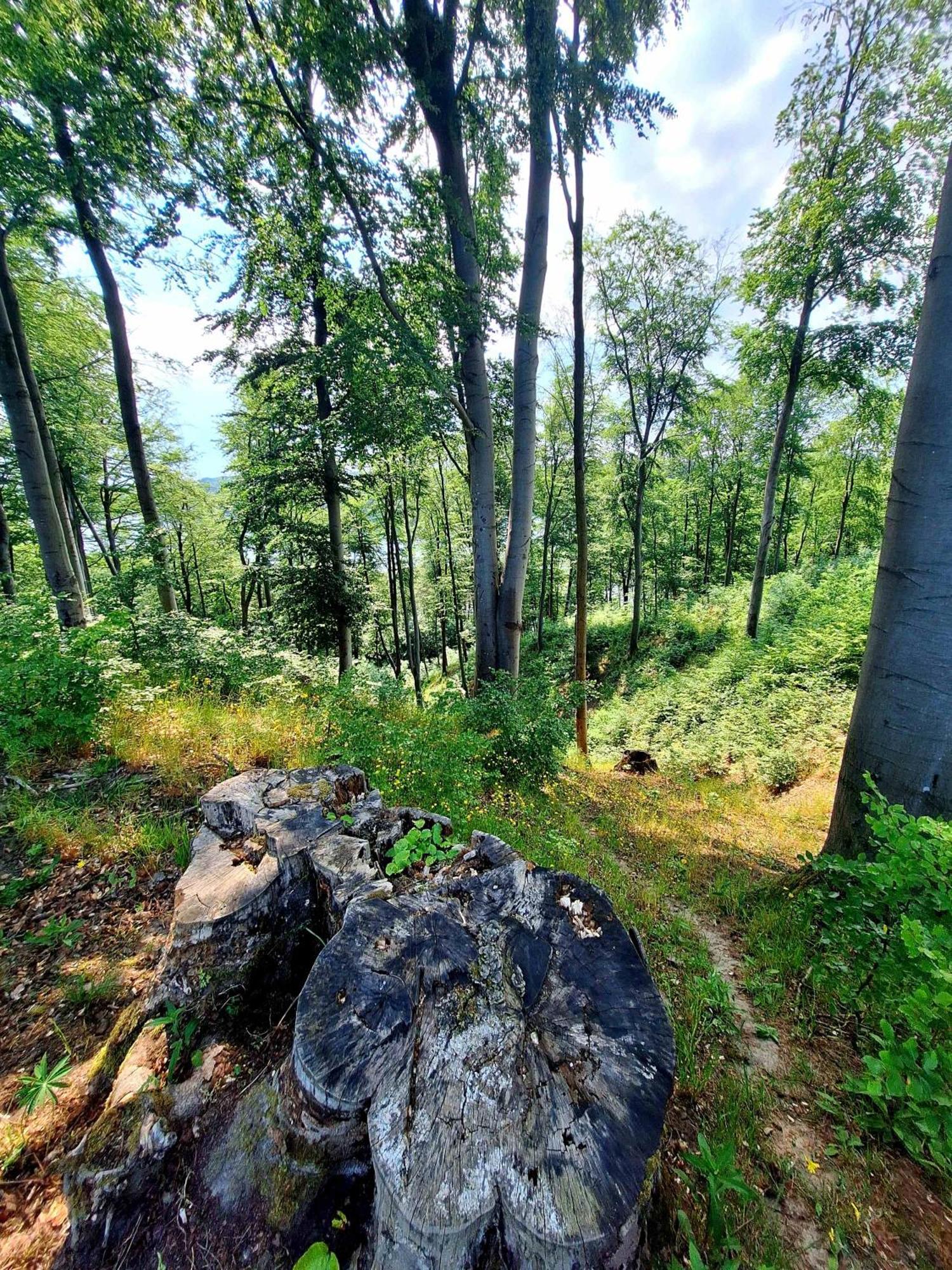 Zielona Samotnia Czaplinek Exterior foto